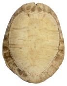 Natural History. A polished Blonde Turtle Shell Carapace c.1900