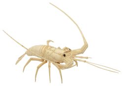 A Japanese Meiji Period bone okimono of a spiny lobster