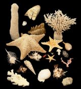 Natural History. A collection of specimens