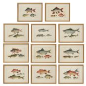 Mid 19th Century Chinese School. Eleven studies of fish
