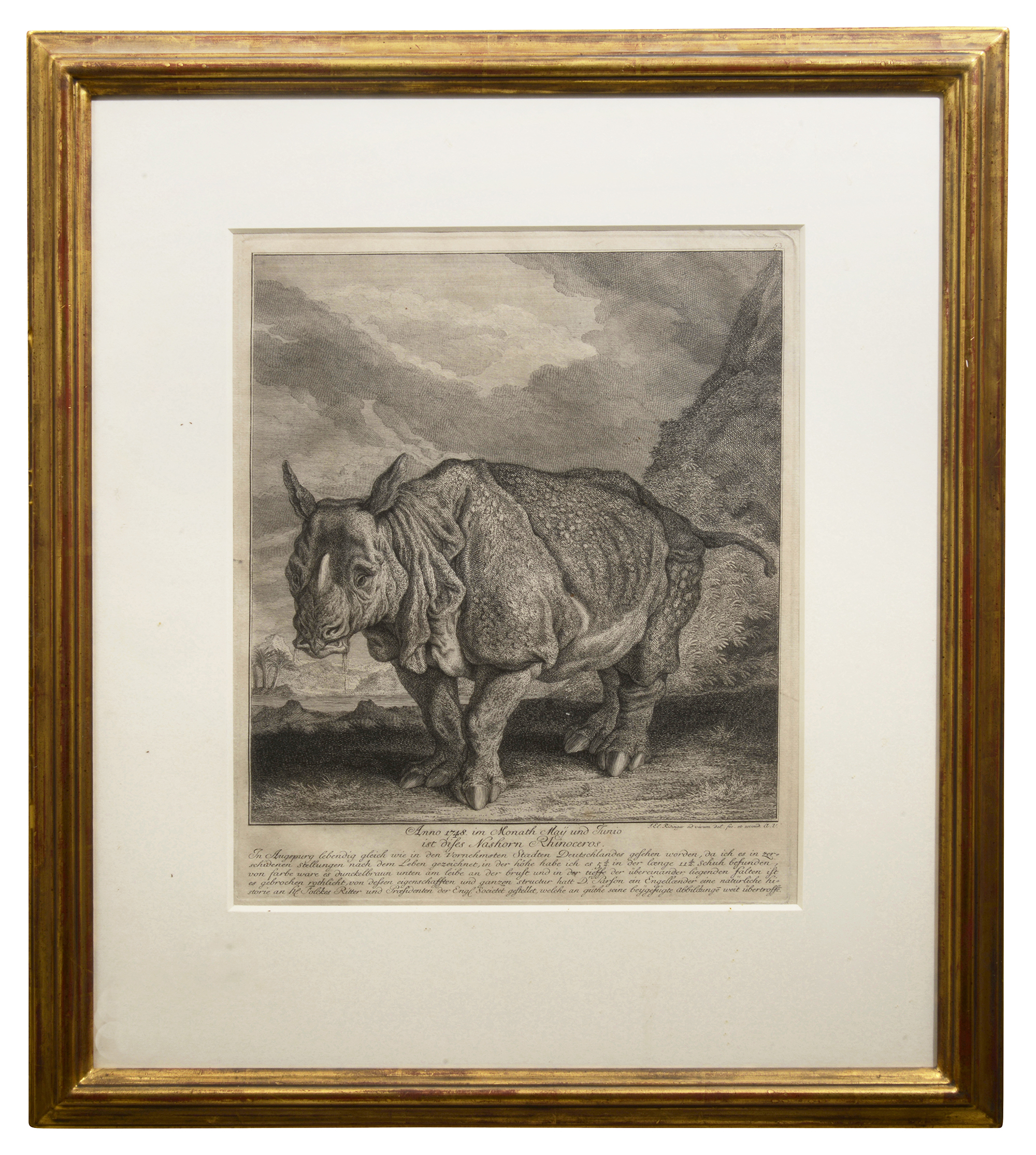 An 18th century etching of a ÔRhinoÕ