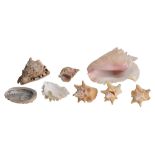 Natural History. A collection of large seashells to include a large conch (8)
