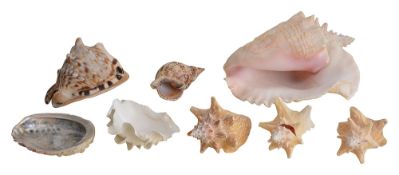 Natural History. A collection of large seashells to include a large conch (8)