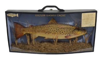 A cased model of a brown trout