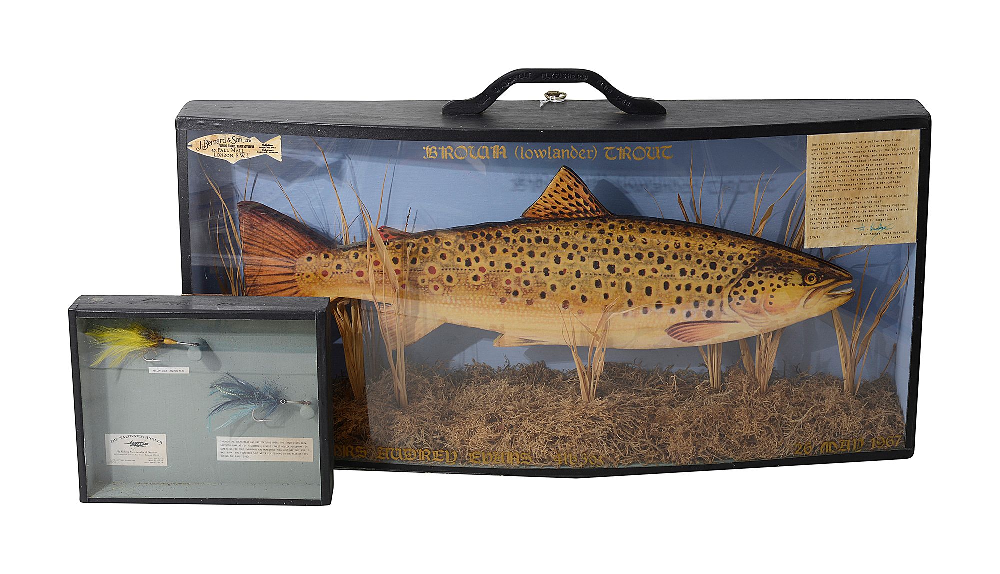 A cased model of a brown trout - Image 2 of 4