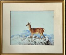 UNSIGNED WATERCOLOUR, DEER STANDING ON ROCKY OUTCROP, APPROX 33 x 42cm