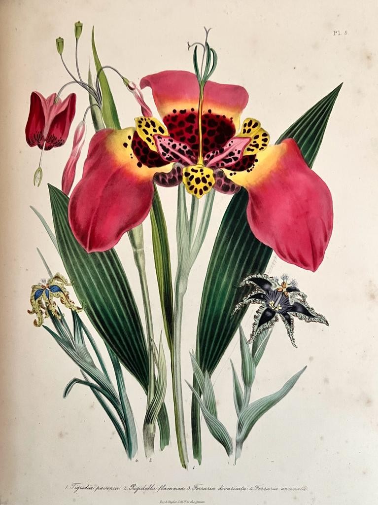 MRS JANE LOUDON, 'THE LADIES FLOWER GARDEN OF ORNAMENTAL BULBOUS PLANTS', 1841, QUARTER LEATHER - Image 6 of 7