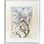 F CHILCOTT, WATERCOLOUR, BLUE TITS ON SPRING BLOSSOMS, APPROX 28 x 19cm