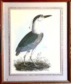 POLYCHROME PRINT/LITHOGRAPH, NIGHT HERON, APPROX 52 x 40cm