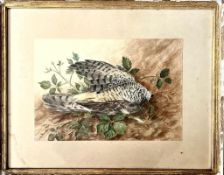 WATERCOLOUR DRAWING SHOT, HAWK, APPROX 23 x 33cm, ALSO COPY OF WATERCOLOUR, 'THE TWO COLOSSI',