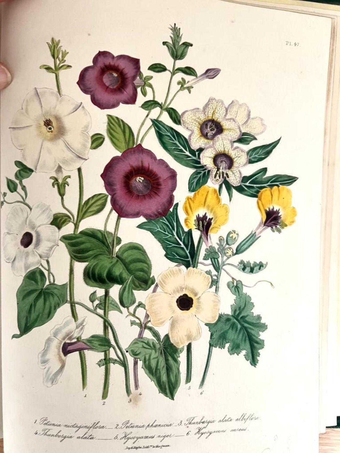 MRS JANE LOUDON, 'THE LADIES FLOWER GARDEN OF ORNAMENTAL ANNUALS', 1840 - Image 5 of 8