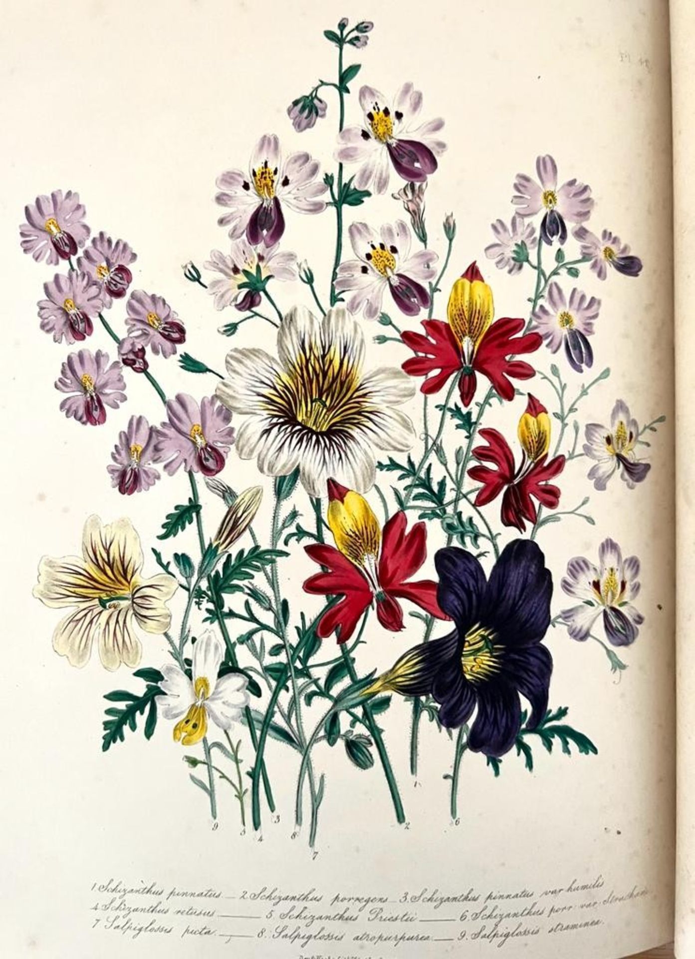 MRS JANE LOUDON, 'THE LADIES FLOWER GARDEN OF ORNAMENTAL ANNUALS', 1840 - Image 6 of 8