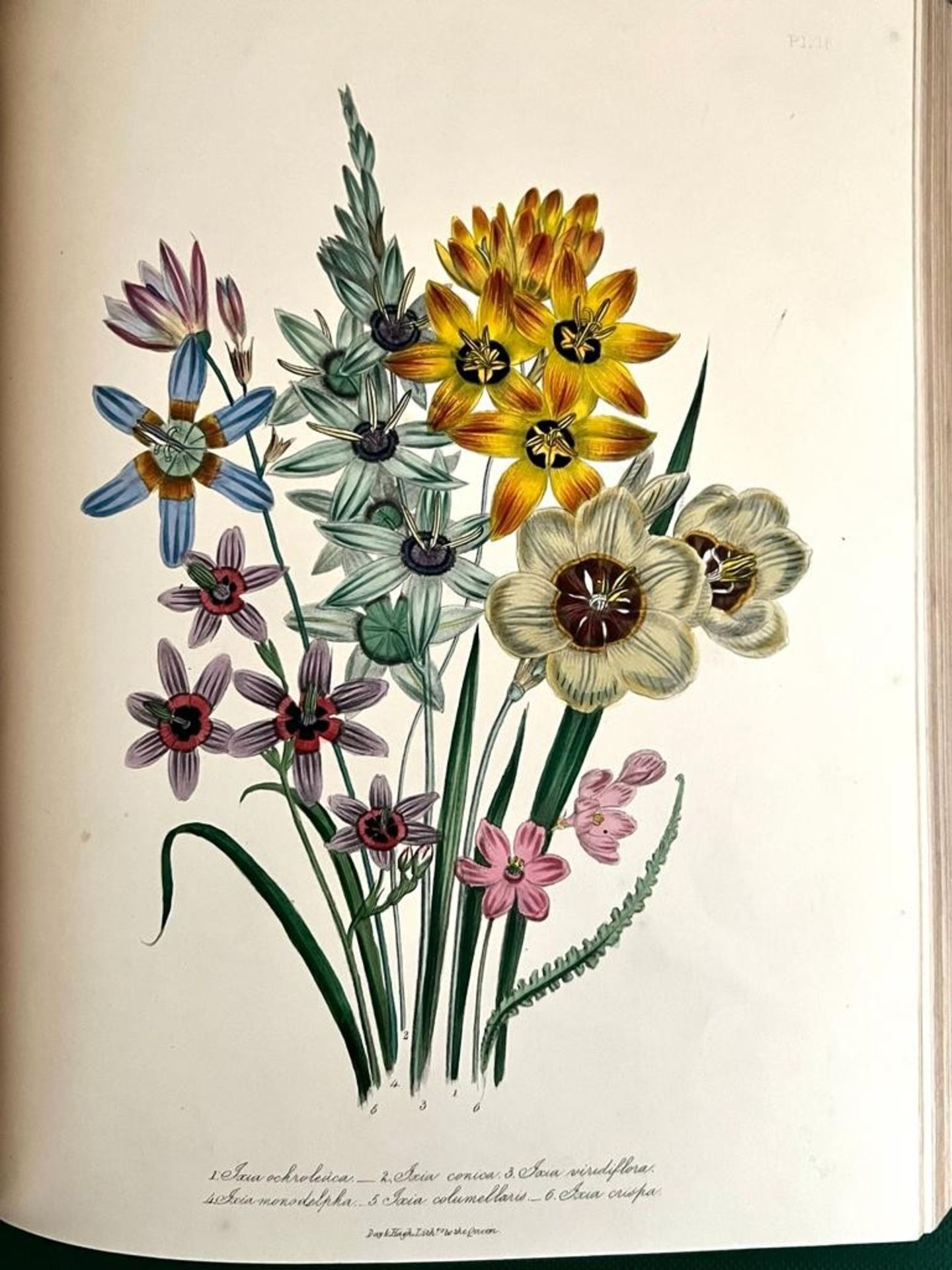 MRS JANE LOUDON, 'THE LADIES FLOWER GARDEN OF ORNAMENTAL BULBOUS PLANTS', 1841 - Image 7 of 7