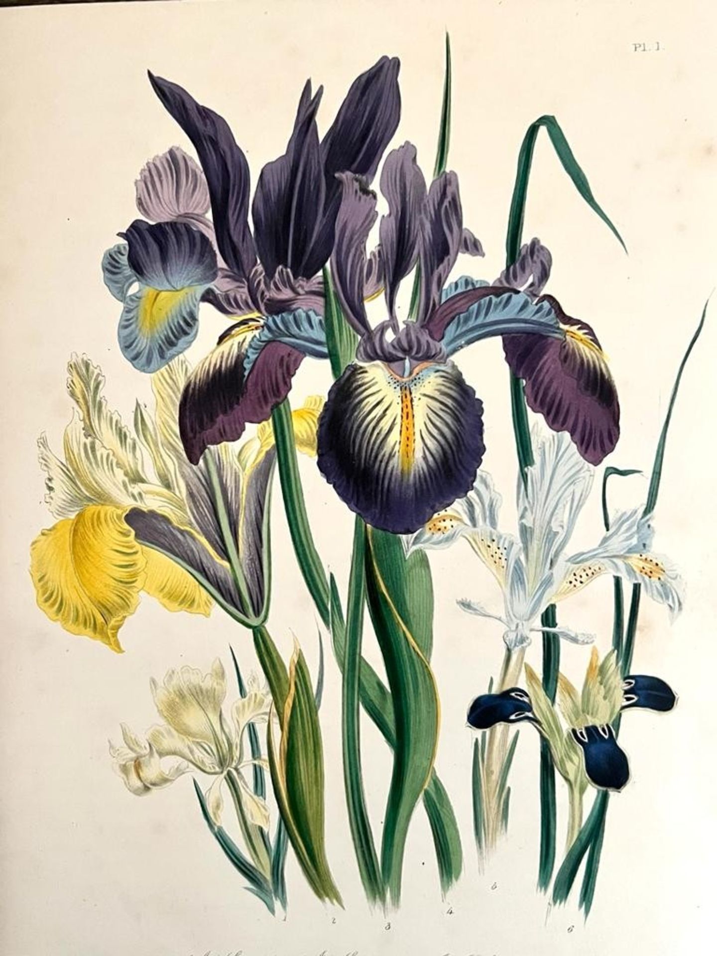 MRS JANE LOUDON, 'THE LADIES FLOWER GARDEN OF ORNAMENTAL BULBOUS PLANTS', 1841 - Image 4 of 7