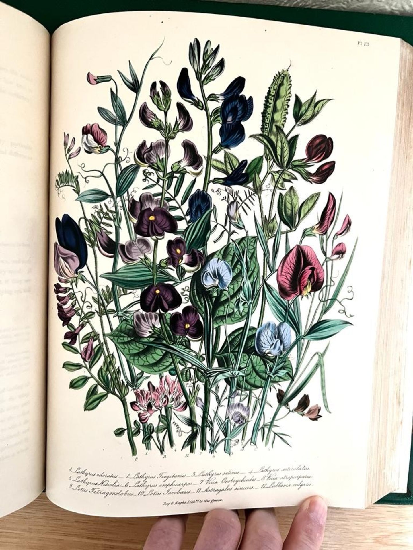 MRS JANE LOUDON, 'THE LADIES FLOWER GARDEN OF ORNAMENTAL ANNUALS', 1840 - Image 7 of 8