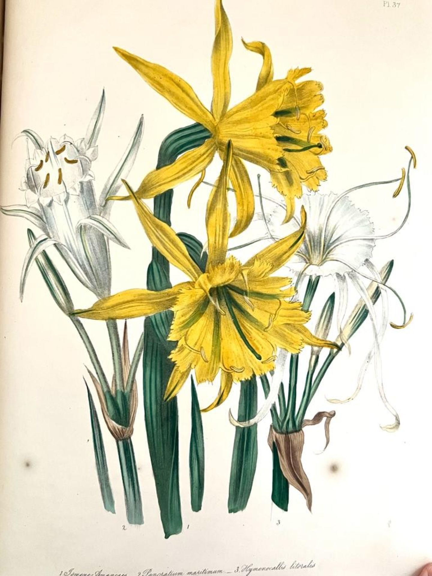MRS JANE LOUDON, 'THE LADIES FLOWER GARDEN OF ORNAMENTAL BULBOUS PLANTS', 1841 - Image 5 of 7