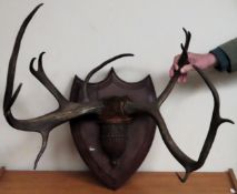 Set of victorian antlers, mounted on mahogany shield form wall hanging. Shield approx. 49 x 35cm