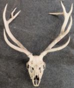 Victorian taxidermic specimen of a Deer/Stag skull with antlers. Approx. 92cm H Reasonable used