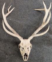 Victorian taxidermic specimen of a Deer/Stag skull with antlers. Approx. 92cm H Reasonable used