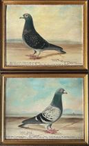 J BROWN, PAIR OF OIL ON BOARDS, RACING PIGEONS PORTRAIT, 1931/32, SIGNED, APPROX 34 x 44cm