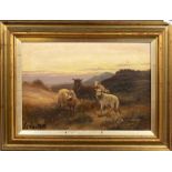 A gilt framed oil on canvas of sheep signed T C Cooper, frame size 44 x 33cm.