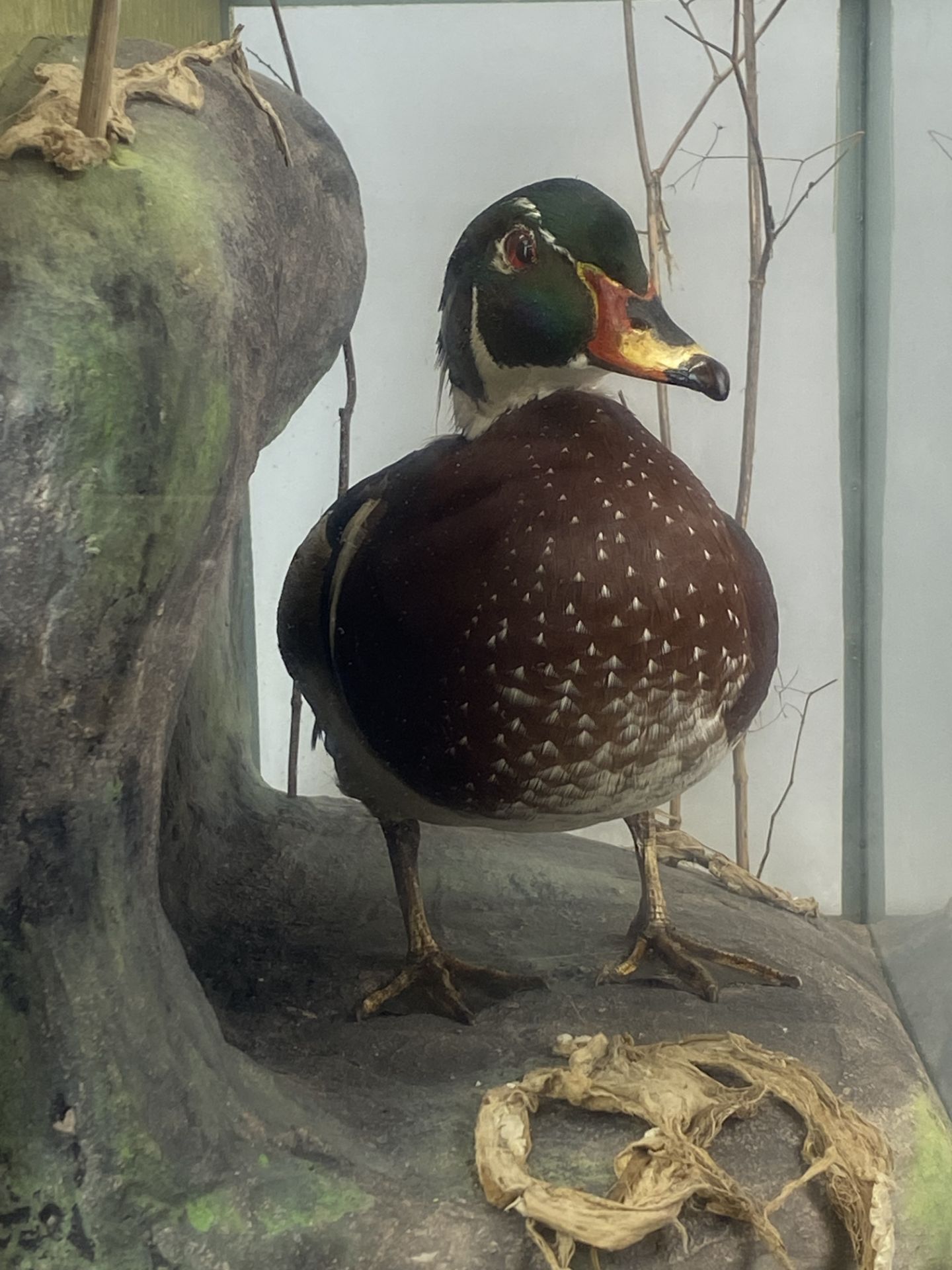 Taxidermy interest. A glass cased duck, case 46 x 33 x 23cm. - Image 5 of 5