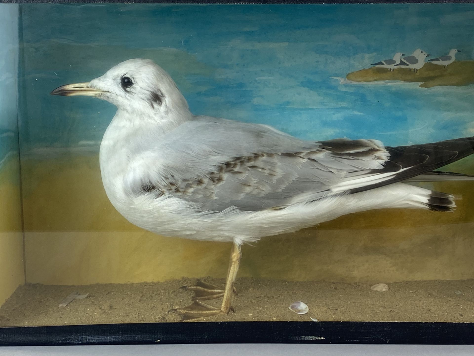 Taxidermy interest. A glass cased seagull, case 40 x 23 x 12.5cm. - Image 4 of 5