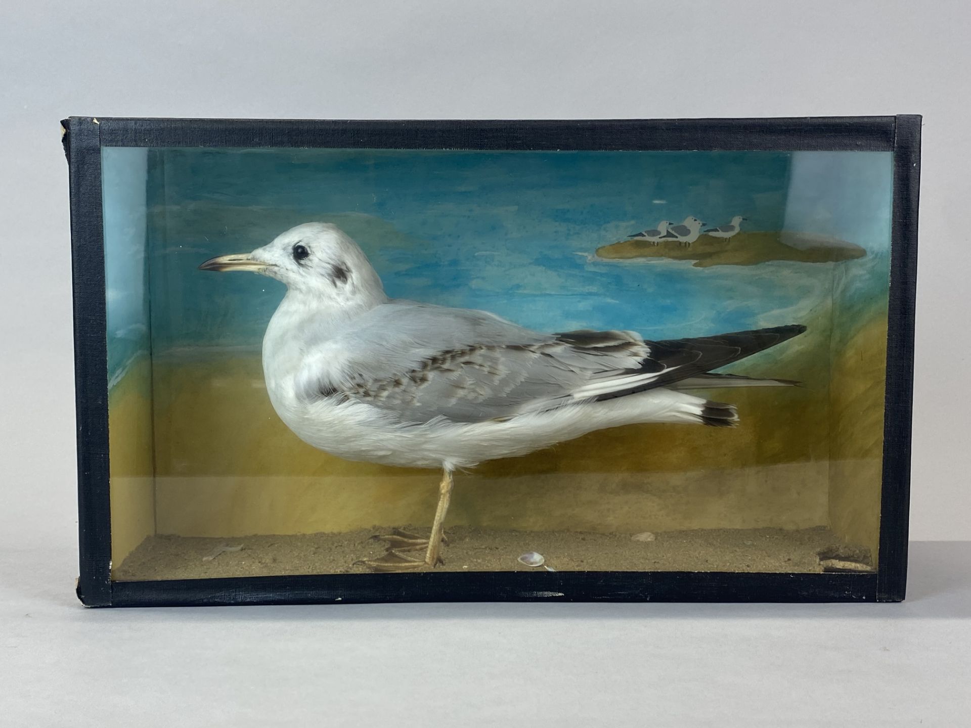 Taxidermy interest. A glass cased seagull, case 40 x 23 x 12.5cm.