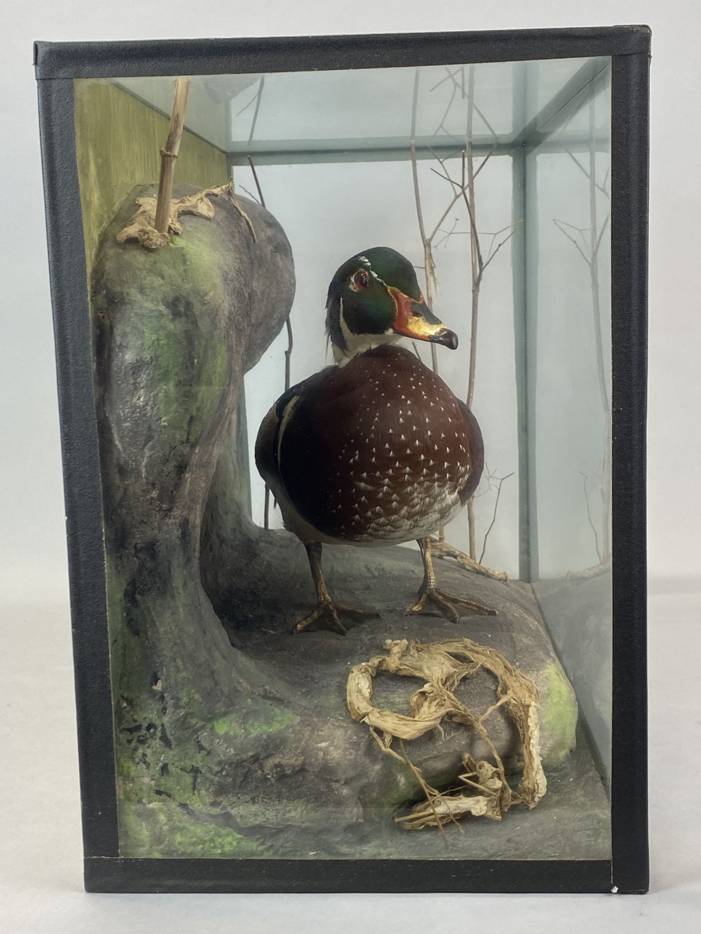Taxidermy interest. A glass cased duck, case 46 x 33 x 23cm. - Image 4 of 5