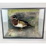 Taxidermy interest. A glass cased duck, case 46 x 33 x 23cm.