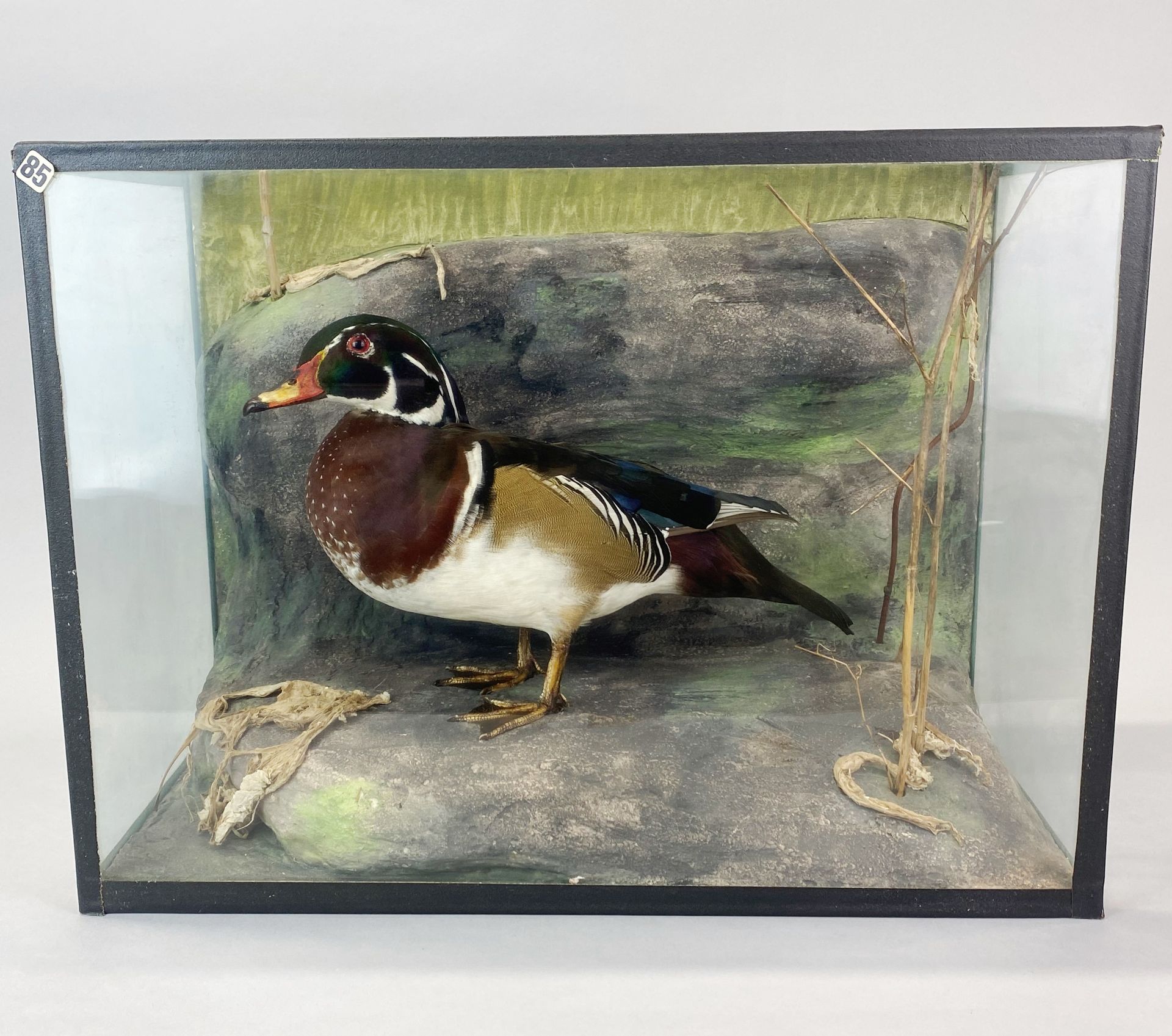 Taxidermy interest. A glass cased duck, case 46 x 33 x 23cm.