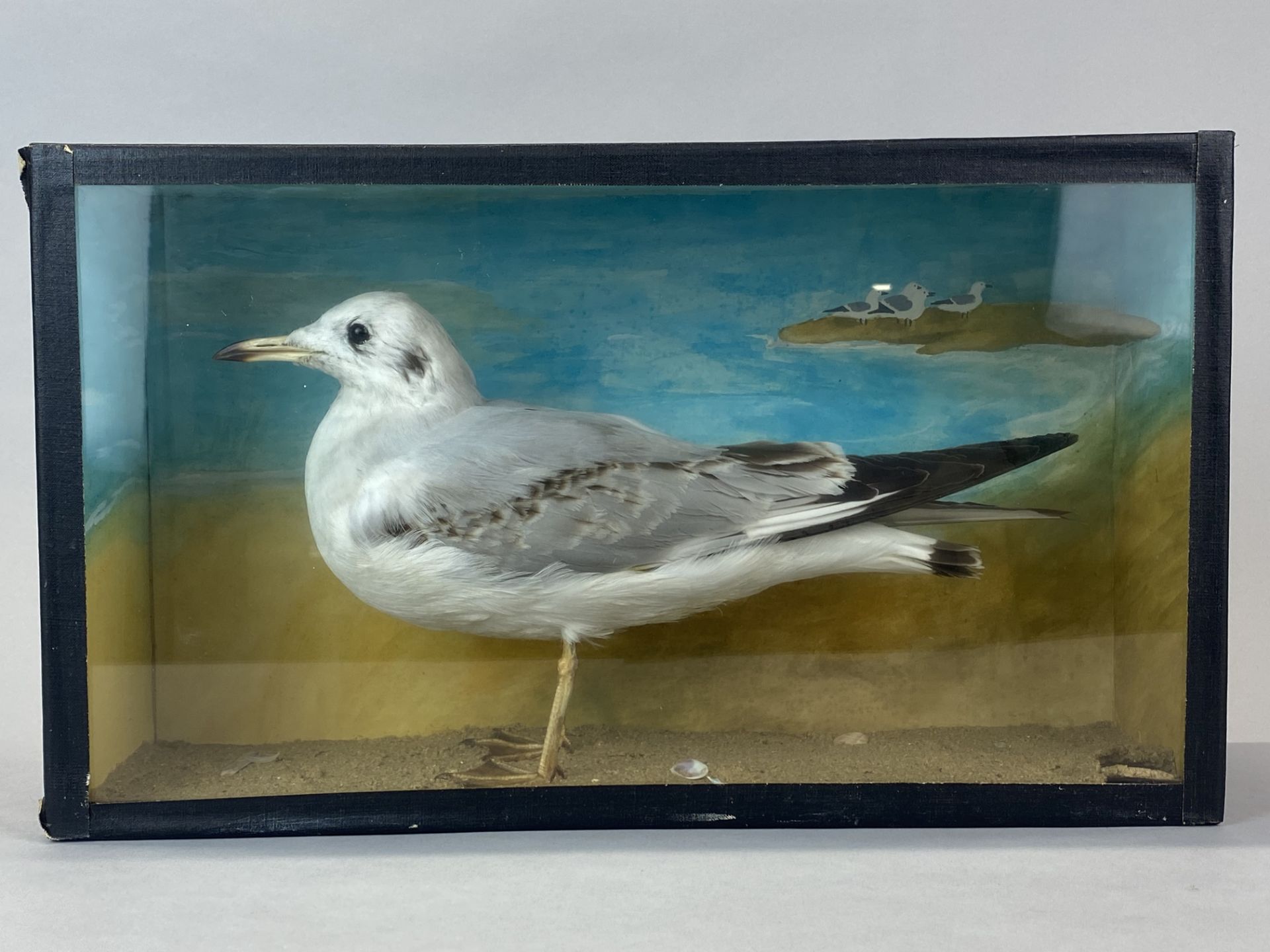 Taxidermy interest. A glass cased seagull, case 40 x 23 x 12.5cm. - Image 2 of 5