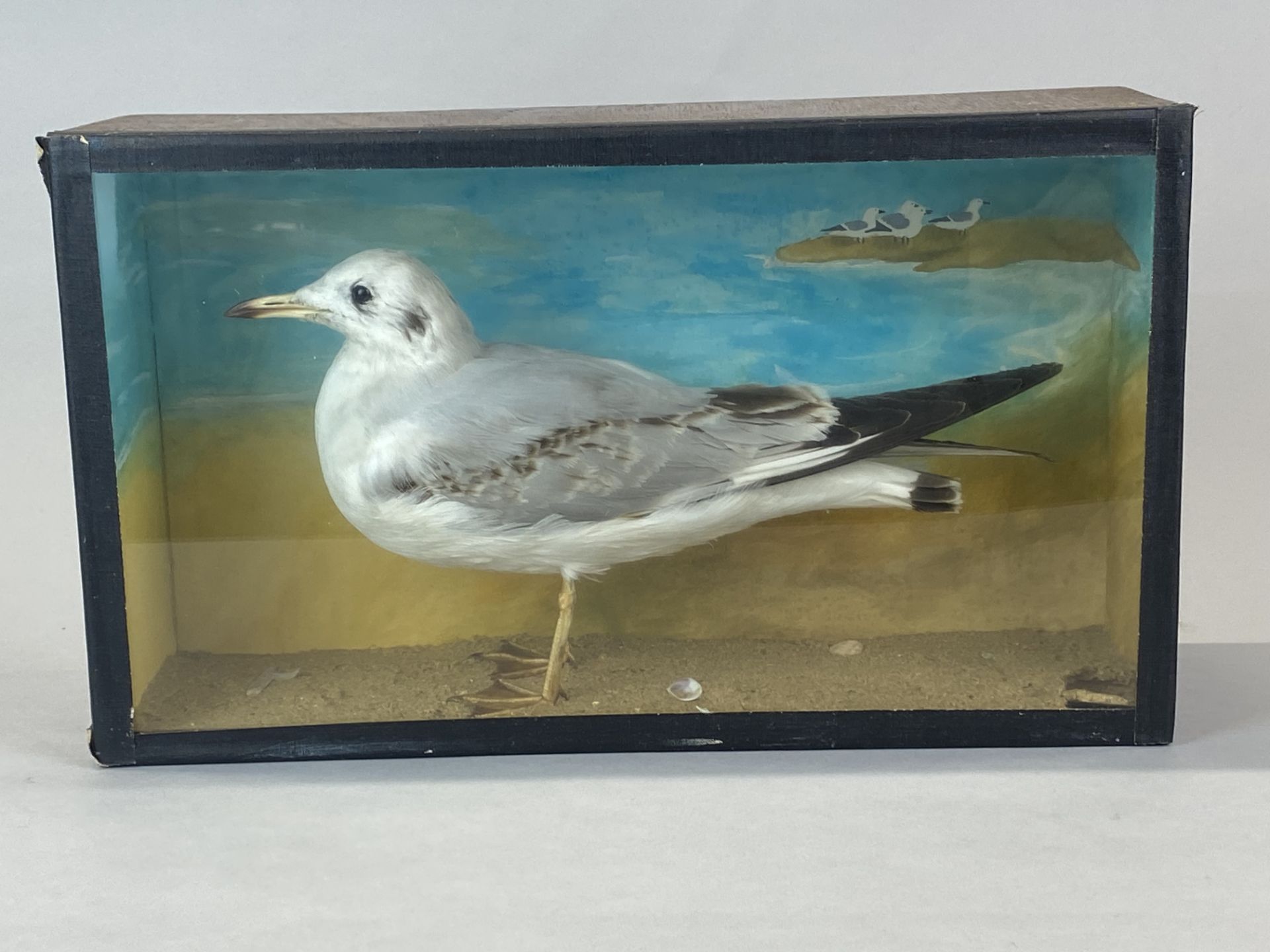Taxidermy interest. A glass cased seagull, case 40 x 23 x 12.5cm. - Image 3 of 5