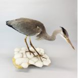 Taxidermy interest. An open mounted heron, H. 54cm.