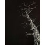 Jenny Gunning, "The witches tree", aquatint etching, framed 70 x 60cm, c. 2022. This dead tree