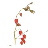 Alla Rasskazova, "Winter Cherry (Physalis)", watercolour, gramed 51 x 41cm, c. 2022. I was
