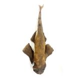 Taxidermy interest: A preserved angel shark, L. 140cm.