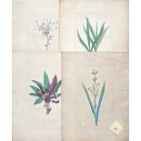 Four large unframed 18th/19th century engravings of Flora, 48 x 61c.