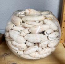 A glass bowl full of shells, H. 18cm.