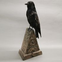 Taxidermy Carrion Crow on triangular set of specimen drawers.