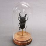 Taxidermy interest: Titan Stag Beetle in glass dome, a perfectly set specimen of (Dorcus titanus)