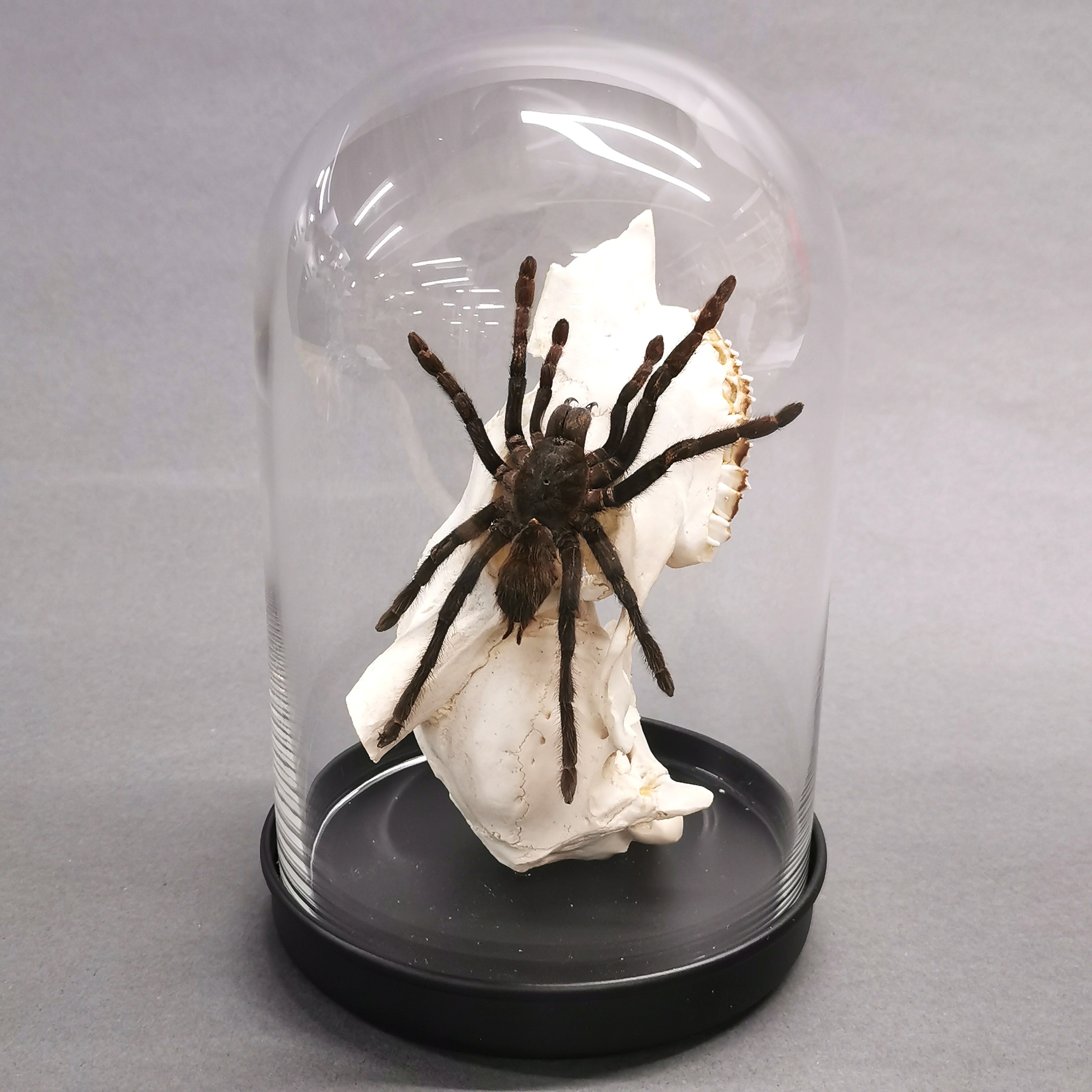 Taxidermy interest: Giant Black Tarantula in glass dome, from Peru, climbing on a section of deer