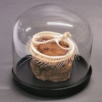 Taxidermy / Osteology interest: A Viper Snake Skeleton in glass dome, the venomous White-lipped