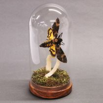 Taxidermy interest: A Death’s Head Hawk Moth in flight with genuine human rib bone under glass dome,