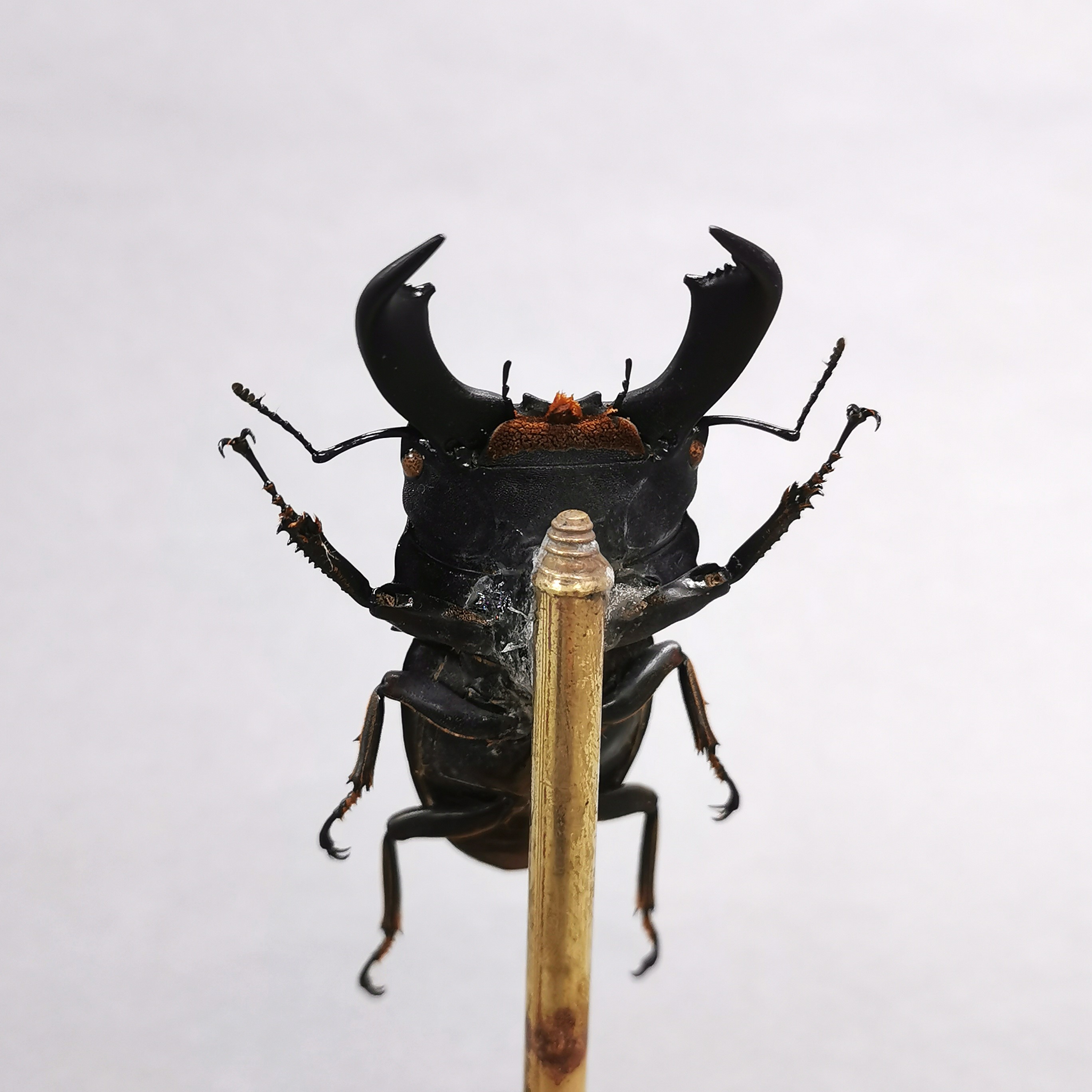 Taxidermy interest: Titan Stag Beetle in glass dome, a perfectly set specimen of (Dorcus titanus) - Image 3 of 3