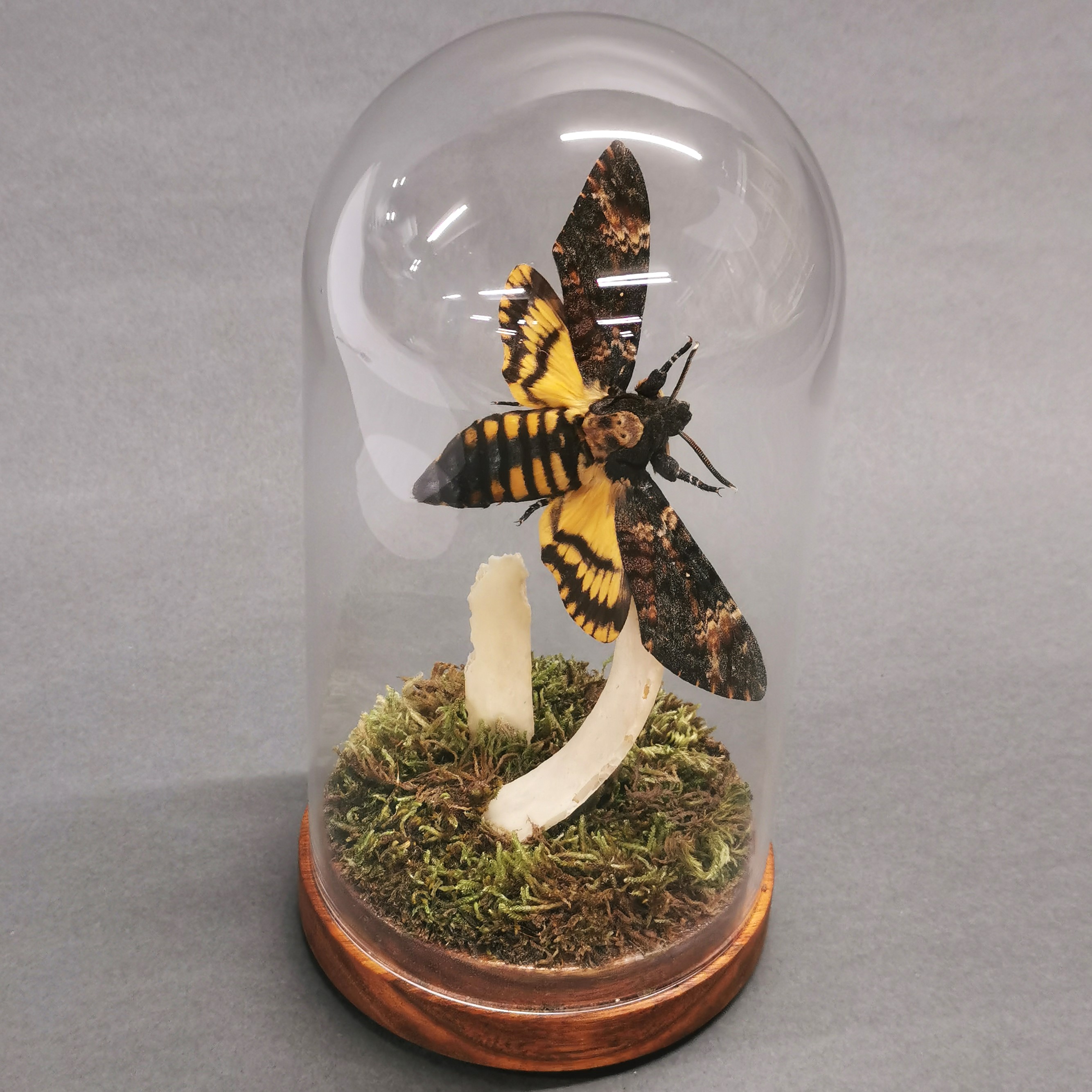 Taxidermy interest: A Death’s Head Hawk Moth in flight with genuine human rib bone under glass dome, - Image 2 of 4