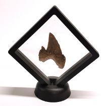 Fossil Interest: Otodus Shark tooth ~55 million years old. Otodus obliquus is an extinct species