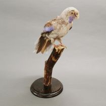 Taxidermy interest: A Blue Rosella Parrot, a full mount bird with tail feathers splayed and