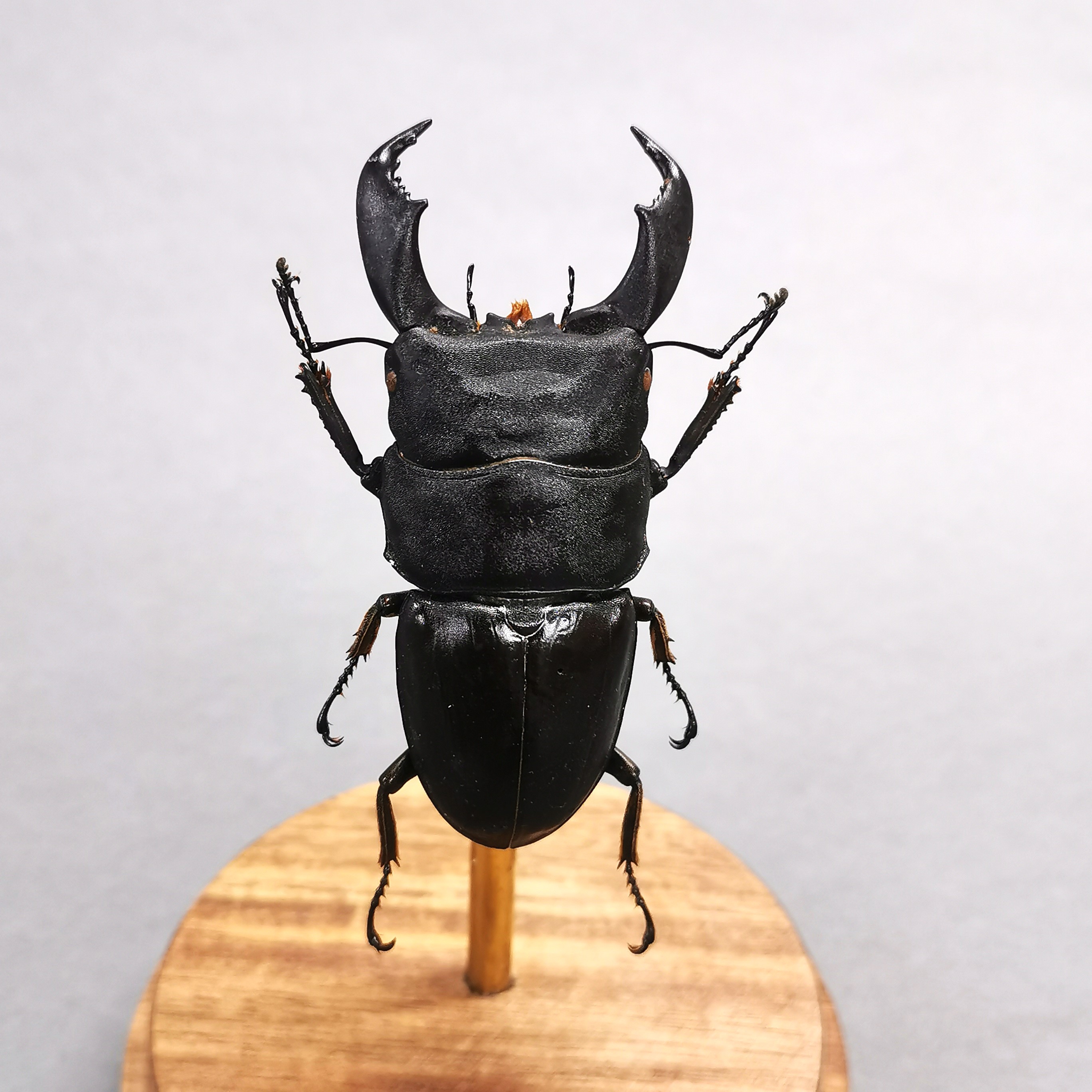 Taxidermy interest: Titan Stag Beetle in glass dome, a perfectly set specimen of (Dorcus titanus) - Image 2 of 3