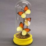 Taxidermy interest: Flight of Great Orange-Tip Butterflies in glass dome, two specimens of